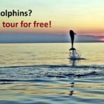 Dolphin Watching Sunset Speedboat Tour with Drinks in Rovinj - Small Speedboat Designed for Comfort and Privacy
