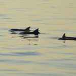 Dolphin Watching Tour  85% Chance  Drinks & Dinner Included - Scenic Sailing from the Medulin Peninsula