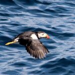 Dolphin & Whale Watching (4hrs) + Blasket Island Landing (3hrs) - Cultural and Historical Tour of the Deserted Village