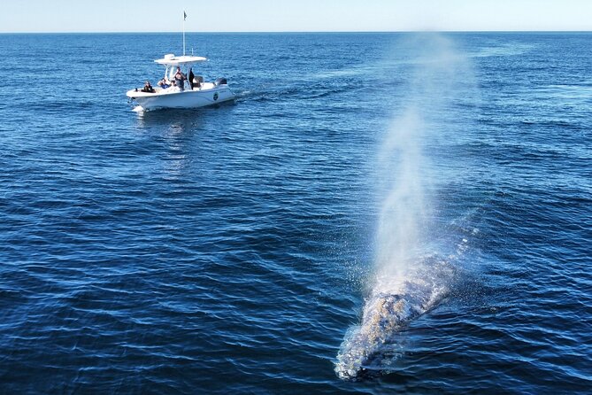 Dolphin & Whale Watching - Small Group Experience with a Maximum of 6 Travelers