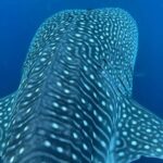 Dolphins,Turtles Watching - Encountering Dolphins of Four Species