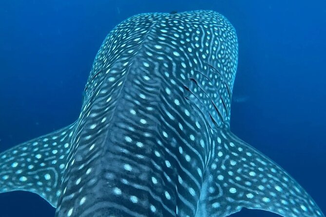 Dolphins,Turtles Watching - Encountering Dolphins of Four Species