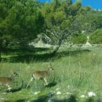 Donana National Park and El Rocío: Guided Tour from Seville - Visiting the Marshes of Puebla del Río