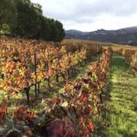 Douro: luxury walking tour with full lunch at Quinta da Pacheca - Walking Route and Landscape Highlights