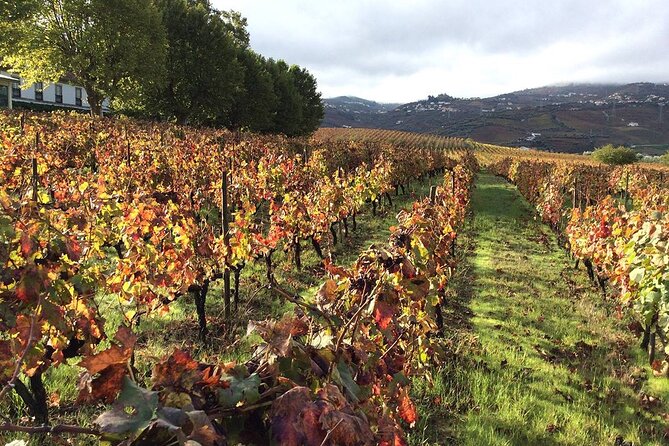 Douro: luxury walking tour with full lunch at Quinta da Pacheca - Walking Route and Landscape Highlights