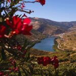 Douro Three Winery Small Group Tour with Lunch and Tastings - Experiencing the Douro River and Scenic Vistas