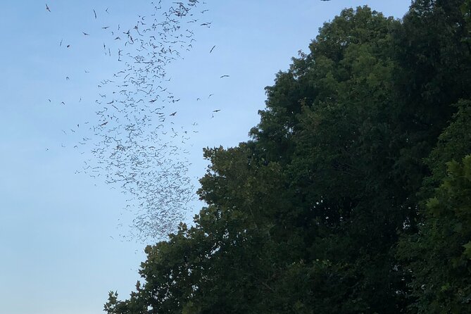 Downtown Austin Sunset Kayak Tour with 1.5 Million Bats - Kayaking Near the Iconic Congress Avenue Bridge
