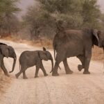 Durban: Big 5 Luxury Safari at an Award Winning Game Reserve  Zeiss Binoculars - The Private Game Reserve Experience Near Durban