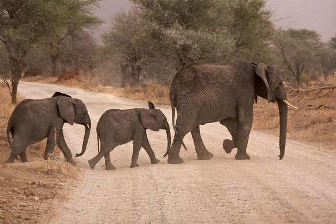 Durban: Big 5 Luxury Safari at an Award Winning Game Reserve  Zeiss Binoculars - The Private Game Reserve Experience Near Durban
