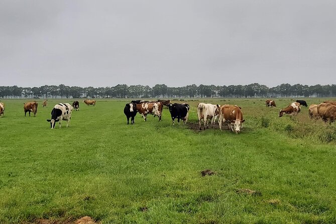Dutch Windmills & Polder Walking Tour - Starting Point and Tour Logistics