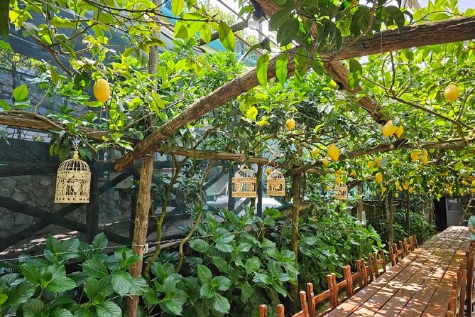 E-Bike Tour in the Sorrento Peninsula and Visit to Acetaia - Discover the Sorrento Coast’s Green Hills and Ancient Villages