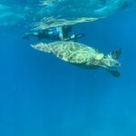 E-Scooter Snorkel With Photo and Video At Turtle Town - Meeting Point and Tour Schedule in Kihei