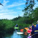 East Sandwich: Scorton Creek Nature Kayak Tour - The Wildlife Encounters in Scorton Creek