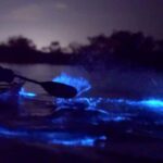 Eastsound: Orcas Island Bioluminescent Kayak Tour - Starting Point at Rosario Marina Dock