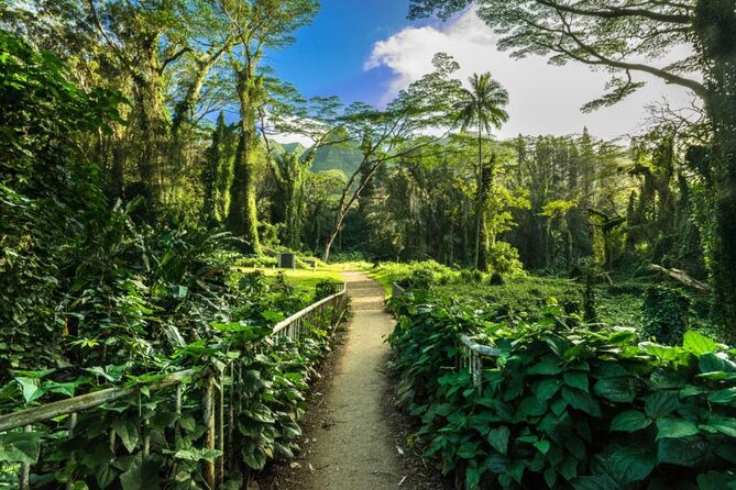 Easy Private Hike in Honolulu (Choose 1 of 2 trails) 2-4hrs - The Benefits of a Private Guided Hike in Honolulu