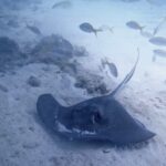 Eco Conscious Reef Diving with Southpoint Divers - The Reef: U.S. Marine Sanctuary and Coral Gardens