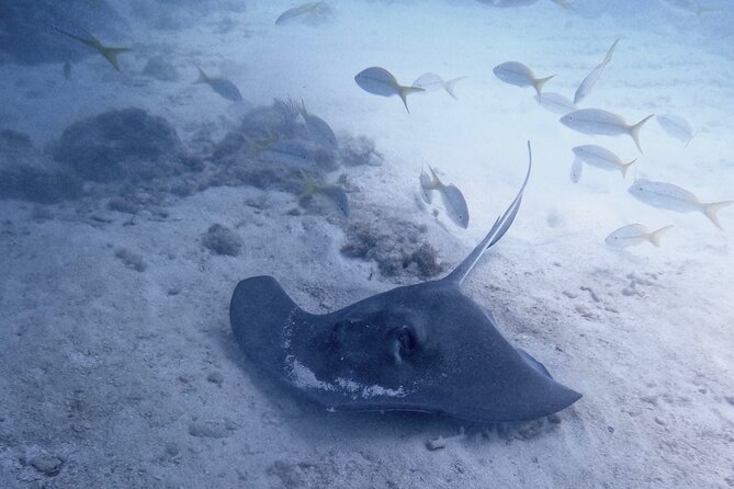 Eco Conscious Reef Diving with Southpoint Divers - The Reef: U.S. Marine Sanctuary and Coral Gardens