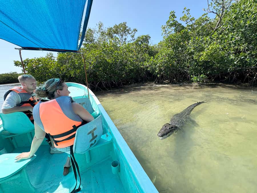 ECOSAFARI: Explore the mangroves, flamingos and crocodiles. - The Private Tour Experience in Río Lagartos