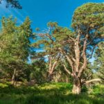 Edinburgh: Scottish Highlands Walking Day Tour with Guide - Starting Point and Guide Information