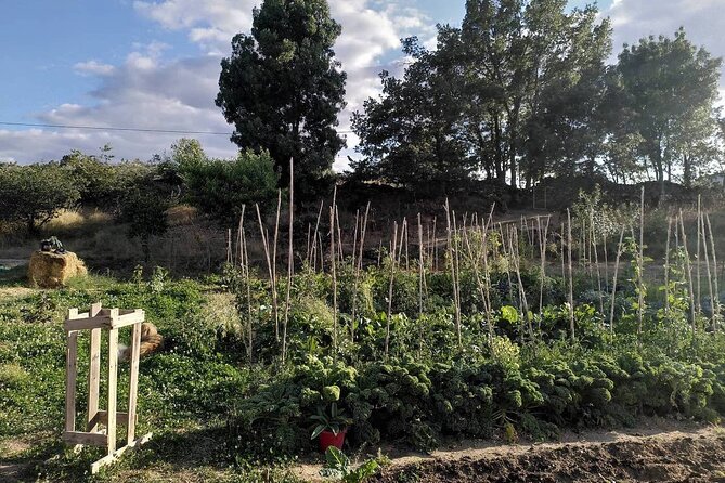 Educational visit of a Certified Organic Micro Farm in Trancoso - Walk Through the Vegetable Garden and Orchard