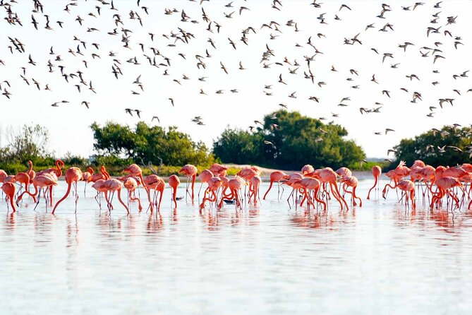 Ek Balam Ruins with Las Coloradas and Rio Lagartos Private Tour - Discover the Ek Balam Ruins and Climb the Acropolis