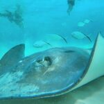 El Cielo Cozumel Snorkel Share Boat + Reefs + Food Drinks + Beach - Starting Point at San Francisco Beach Club