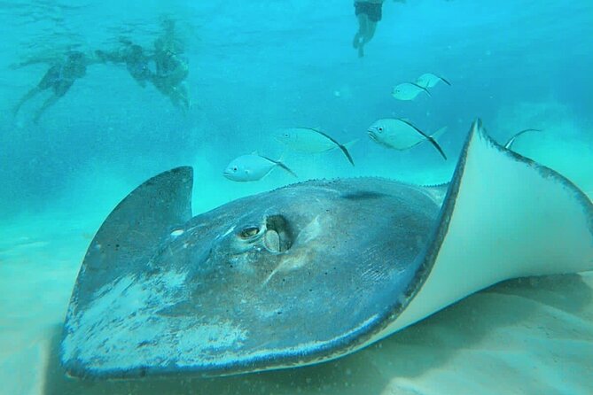 El Cielo Cozumel Snorkel Share Boat + Reefs + Food Drinks + Beach - Starting Point at San Francisco Beach Club