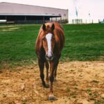 El Cotillo: Sunset Cliff Horseback Ride with Drink - Participating in Horse Grooming and Preparation