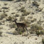 El Rocío: Doñana National Park 4x4 Guided Tour - Exploring the Doñana National Park in a 4x4 Vehicle