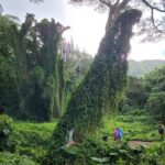 Electric Bike Ride & Manoa Falls Hike Tour - Effortless Riding on Powerful E-Bikes Through Manoa Neighborhood