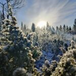 Electric Snow Scooters Tour - Meeting Point and Tour Logistics in Ivalo