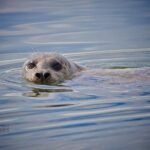 Elkhorn Slough Wildlife Tour - The Vibrant Ecosystem of Elkhorn Slough