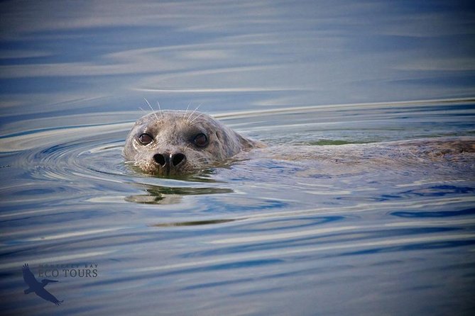 Elkhorn Slough Wildlife Tour - The Vibrant Ecosystem of Elkhorn Slough
