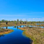 emeri Bogs Adventure: Explore Wetlands In Bog Shoes - How the Tour Operates from Riga and Jurmala
