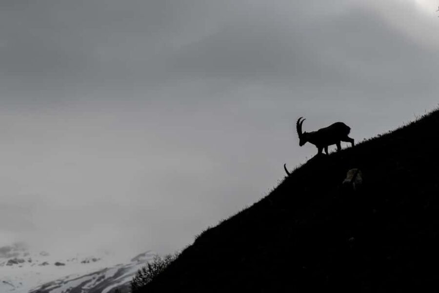 Engadine: Ibex up close  Wildlife photo tour in spring - Meeting point and logistical details in Samedan