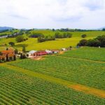 Enjoy a meal with wine tasting in the vineyard of Podere Casanova - The Winery Visit at Podere Casanova