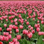 Enjoy the tulip fields by bicycle with a local guide! Tulip bike tour! - Exploring Lisses Iconic Sint Agathakerk