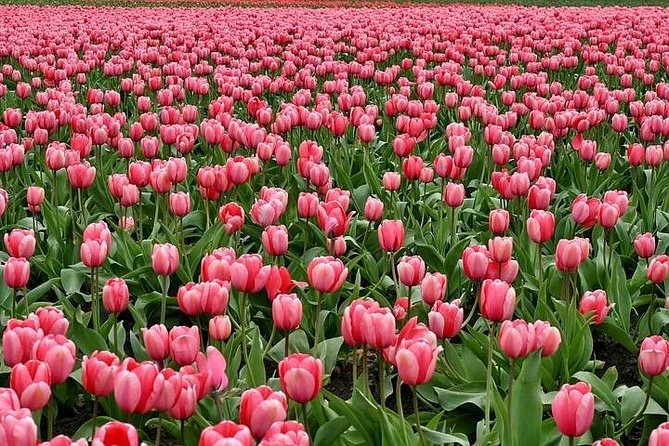 Enjoy the tulip fields by bicycle with a local guide! Tulip bike tour! - Exploring Lisses Iconic Sint Agathakerk