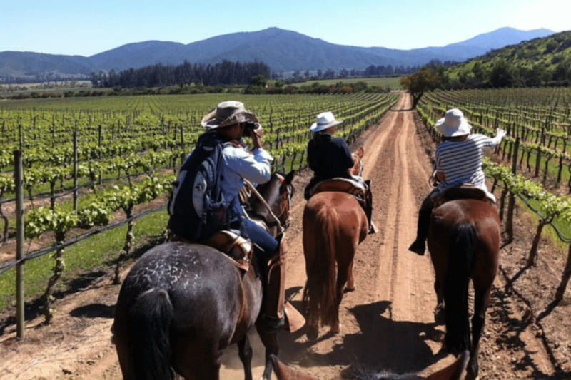 Ensenada: Horseback Riding at the Vineyards - The Vineyard and Mountaintop Views