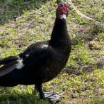 Epic 2-Hour Kissimmee E-Bike Adventure Awaits with Toho Bikes! - Scenic Lakefront Trails in Kissimmee