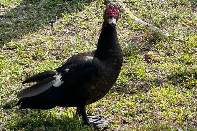 Epic 2-Hour Kissimmee E-Bike Adventure Awaits with Toho Bikes! - Scenic Lakefront Trails in Kissimmee