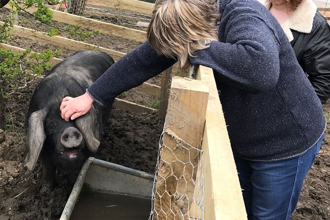 Errichel Farm Tour - Engaging Animal Encounters and Farm Activities