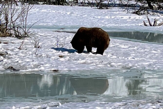 Escaping Anchorage Spring Wildlife Tour - Scenic Drive Along Seward Highway and Turnagain Arm