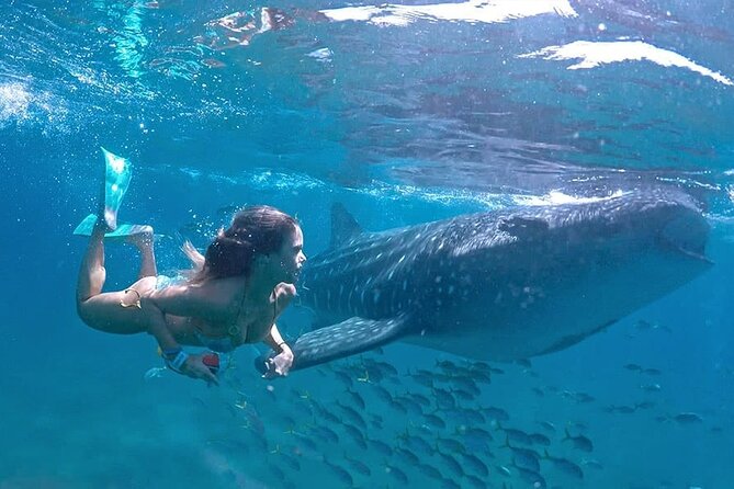 Espíritu Santo Island: snorkel SEA LIONS and Balandra Small Group - Exploring the Stops: From Malecon to Espíritu Santo Island