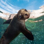 Espiritu Santo Island: Snorkeling Sea Lion Adventure - Scenic Route and Early Wildlife Encounters