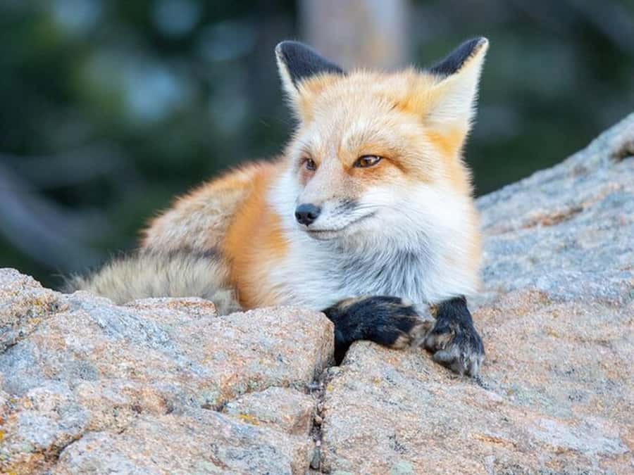Estes Park: Rocky Mountain Top of the World Adventure Tour - Ascending to 12,000 Feet and Crossing Three Ecosystems