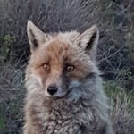 Etna and surroundings - Admiring the Valle del Bove’s Geological Majesty