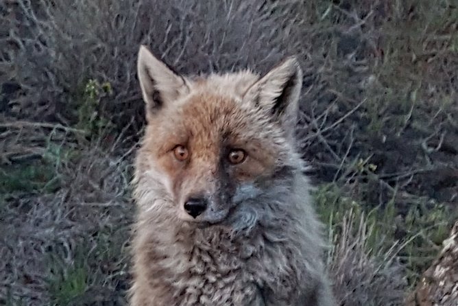 Etna and surroundings - Admiring the Valle del Bove’s Geological Majesty