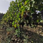 Etna Wine And Taormina From Messina - Starting Point: Pickup in Messina and Comfortable Transfers