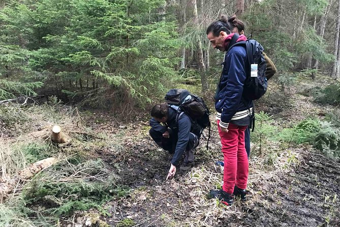 Evening Wildlife Safari with Campfire Dinner from Stockholm - Wildlife Spotting Opportunities and Expert Guidance